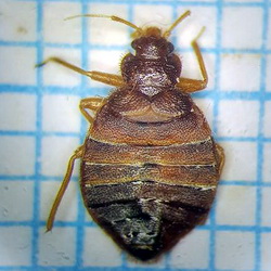 Cimex lectularius